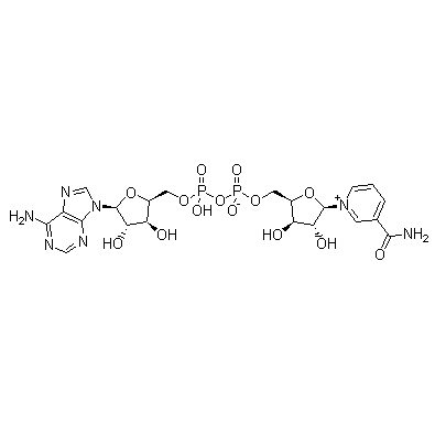 beta-Diphosphopyridine nucleotide CAS 53-84-9