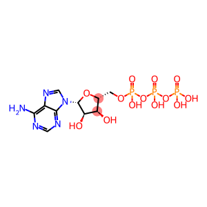 Adenosine triphosphate CAS 56-65-5